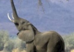 Döntött a bíróság: az elefánt Kanadában marad
